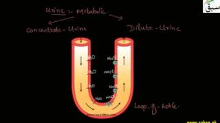 Kidney as Osmoregulatory Organ