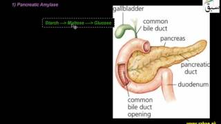 More on Pancreas
