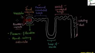 Function of Kidney