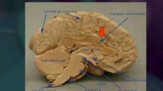 PSY512_Lecture09