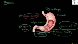 Stomach Digestion