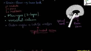 More on Spinal Cord