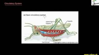 More on Phylum Arthropoda