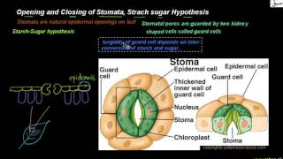 Strach Sugar Hypothesis