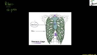 Vertebral Column and Rib Cage