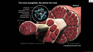 Myoglobin