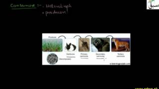 Components of Ecosystem