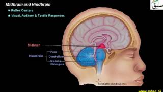 Mind Brain and Hind Brain