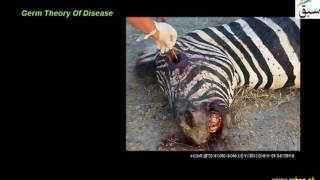Discovery of Bacteria