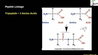 Peptide Linkage