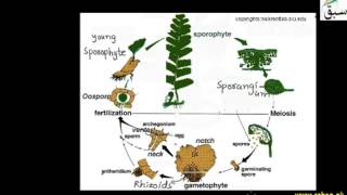 Life Cycle of Adiantum