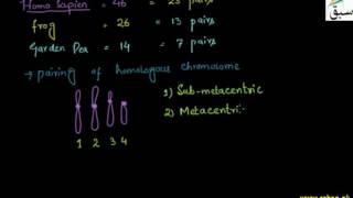 Gametes, Organisms have Number of Chromosomes Specific to their Species