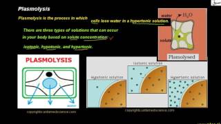 Plasmolysis