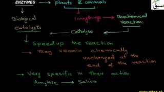 Enzymes