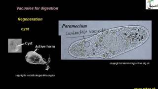 Animal like protists