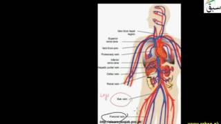 Venous System