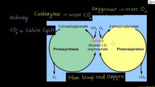 Photorespiration