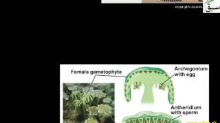 Classification Liverworts