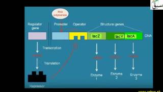 Mechanism of Negative Control