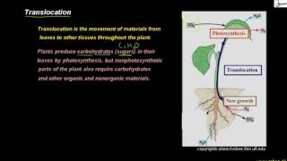 Translocation