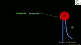 Phospholipids