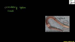 Phyllum Annelida, Leech, Earth worm