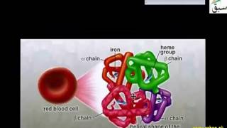 Haemoglobin