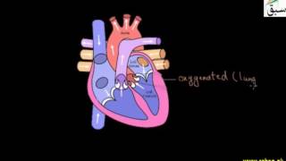 Circulation of Blood inside Heart