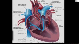 Passage of Blood Through Heart