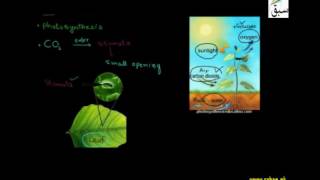 Intake of Carbon Dioxide and Water by Plants