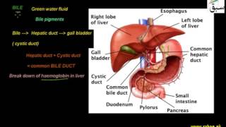 More on Liver