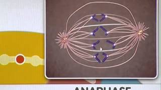 BIO201_Topic042