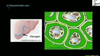 Functions of Carbohydrates