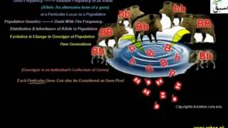 Gene Frequencies and Their Role in Evolution