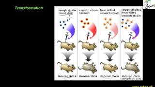 Transformation and Transduction