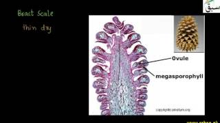 Sporophytes of Pinus
