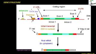Structure of a Gene