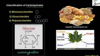 Classification of Carbohydrates