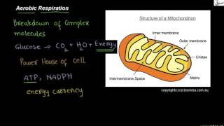 Aerobic Respiration