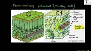 Malic Acid, C4 plants with Kranz Anatomy