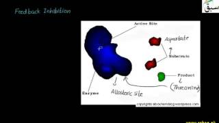 Feedback Inhibition