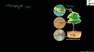 Significance of Transpiration
