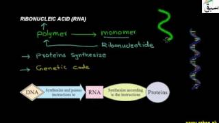 Ribonucleic Acids