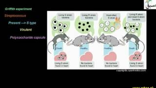 DNA as Hereditary Material,vehicle
