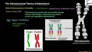 The Chromosomal Theory of Inheritance