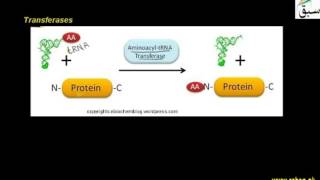 Classification of Enzymes