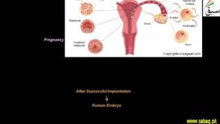 Human Embryonic Development