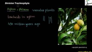 Division Tracheophytes