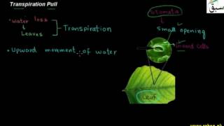 Transpiration Pull