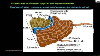 Symplast Pathway